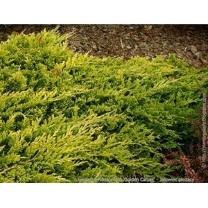 Juniperus horizontalis 'Golden Carpet' / Roomav kadakas 'Golden Carpet'